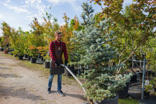 Professional Tree Removal and Landscaping Services in Bull Run Mountain Estates, VA